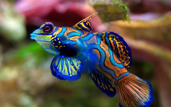 voidque's tweet image. THE OCEAN IS ANOTHER WORLD