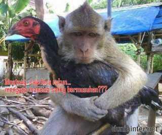 Yappenda's tweet photo. Monyet galau http://t.co/cEGr6H4oem