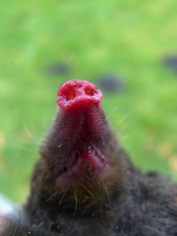 Evert Thomas tweet media