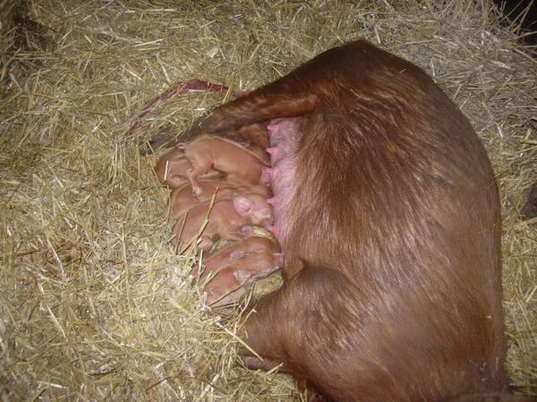 headhousefarm's tweet image. Piglets and mum doing well...

@northernvoid @TamworthPigClub @farminghub @greensteinfarms @thedemochef