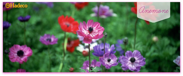 HadecoBulbs tweet picture