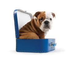 BraidVets's tweet photo. Take your pets on holiday or weekends away?  What are some of the nice places you have stayed with them? http://t.co/wzKMLOI7qc