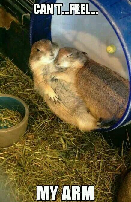 DaveTheCarrot's tweet photo. #CutePic check it - bless them lol :) http://t.co/cMiMgKo7yc