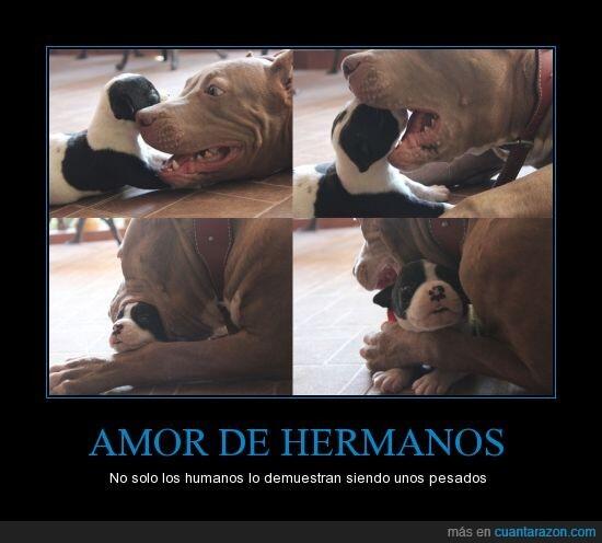 AhoraYaLoSabes's tweet image. Dos perros hermanos - No solo los humanos lo demuestran siendo unos pesados
