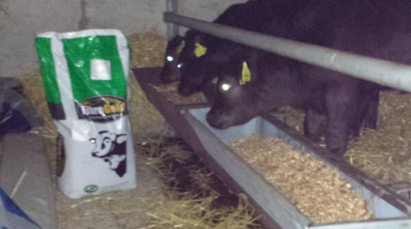 Cazdoestweets's tweet image. Supper courtesy of @kehoefarming !
#calffeed #getbigquick