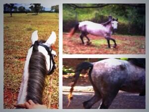 mq_igor's tweet photo. Parceiro..✌️🐎🐴 http://t.co/Oblyf02lQs