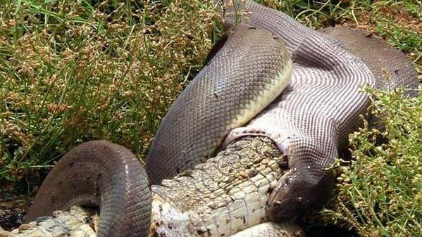 abc_es's tweet photo. La pitón que se comió al cocodrilo australiano tardará dos semanas en volver a deslizarse http://t.co/i7lOHcFFPw http://t.co/Ba0D7MOuQ9