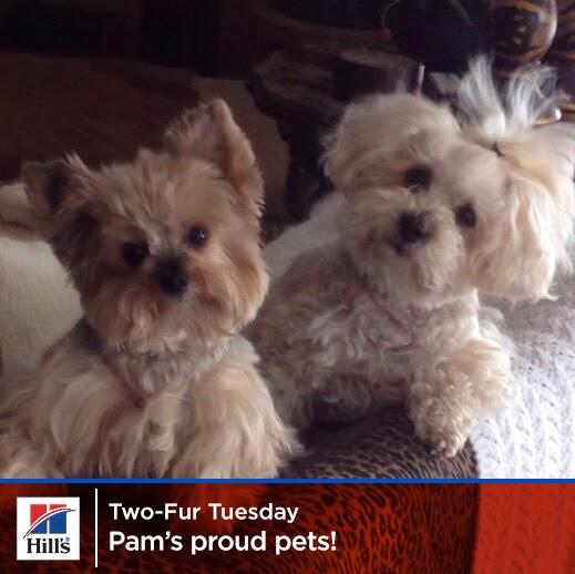 HillsPet's tweet photo. What's cuter than 2 doggie eyes staring at you?  4 adorable doggie eyes.  Thanks for the photo Pam! http://t.co/xxhj4QQ9Im