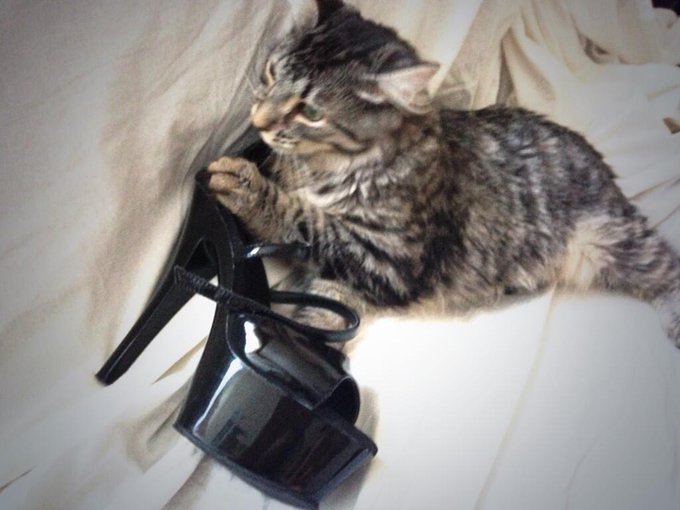 I think my kitten as a shoe fetish :) #shoesfetish #proud http://t.co/397ko6Mxkl<a href="/tag/shoesfetish"class="tags">#shoesfetish</a><a href="/tag/proud"class="tags"><span>#proud</span></a>
