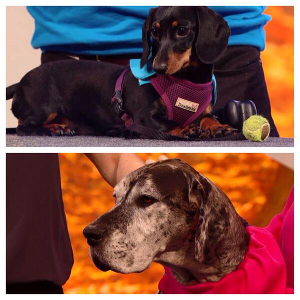 Sport Relief tweet media