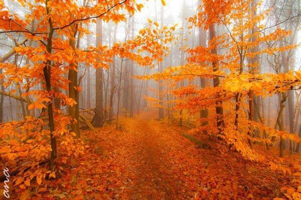 TheEarthPosts's tweet image. Virginia