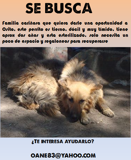 marcelapotter's tweet photo. @PANCHOSAAVEDRA Se Busca familia para  Osito... ayúdalo con tu RT! http://t.co/h3MGzjCGxu