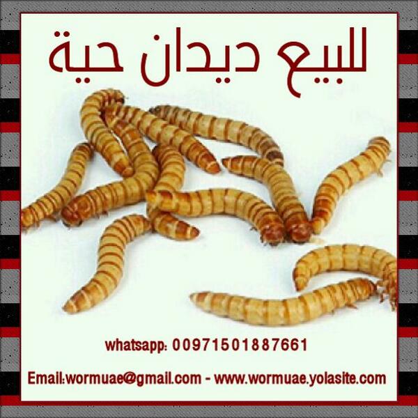 worms4me's tweet image. لطلب وللاستفار و التواصل عبر:
واتساب: 00971501887661
ايميل: wormuae@gmail.com
موقع: wormuae.yolasite.com