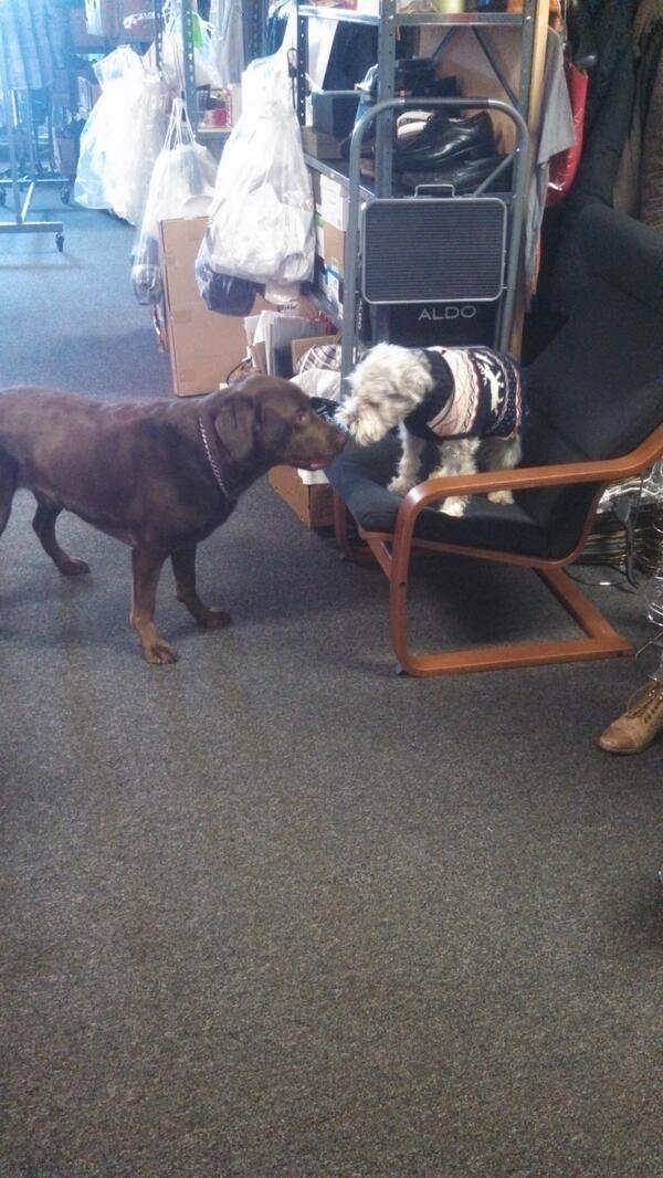 Elementary Writers On Twitter Our Girl Lucyliu S Dog Apple