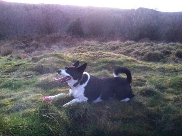 mimain's tweet photo. Day no.1 Happy Dog Happy Me #100happydays http://t.co/3yIAftcgfz
