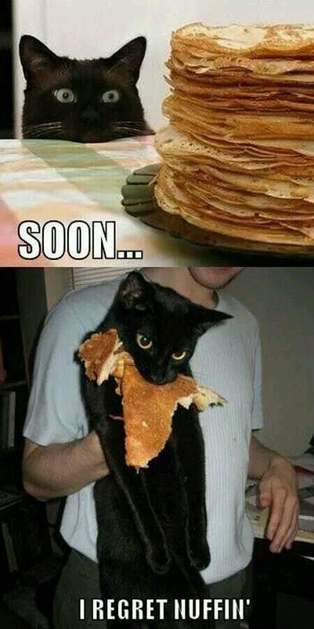 DaveTheCarrot's tweet photo. Haha! #CarrotPower #KittyPower http://t.co/q8w3UaUXuN