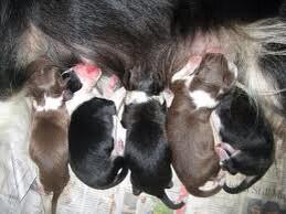 ma_ferrell's tweet photo. Cute aren't they http://t.co/9NC8MDYhFH