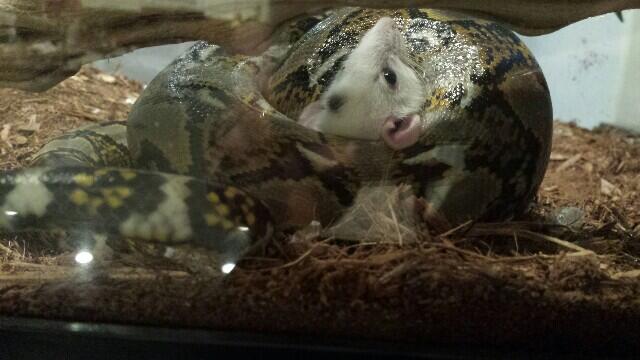 Python bloodbath http://t.co/pA98khwPvk