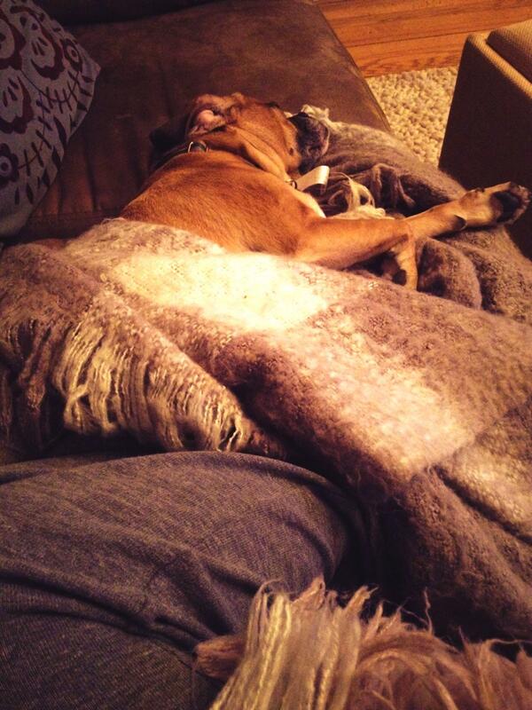 WildLadyDesiree's tweet photo. Someone's taking all my covers. #puggle #lovetaps http://t.co/XbWE5s1WIg