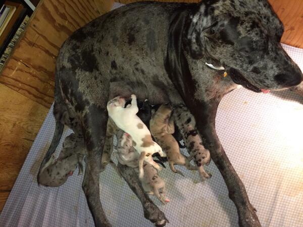 WatchMoTV's tweet image. Dinner time #GreatDaneProblems