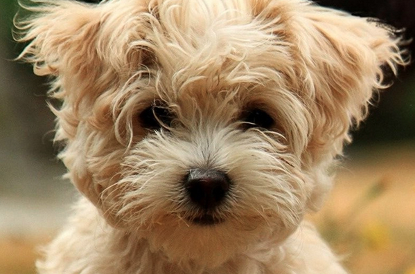 N_Richer's tweet photo. If you live in #Ottawa or #Gatineau area, check out @LoftCanin  - A chance to spoil your #dog. http://t.co/RycP9C0npg http://t.co/SI0z164cXg
