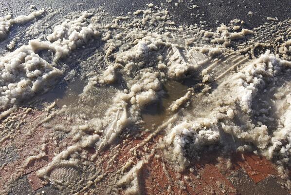 CavDailyPhoto's tweet image. Can&apos;t walk 10 feet without seeing some of this around Grounds @uva #whereisspring #uvaproblems