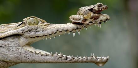 (Updated) Pictures of the day- Crocodile vs frog (pic by Fahmi Bhs) fw.to/SRsF4nX