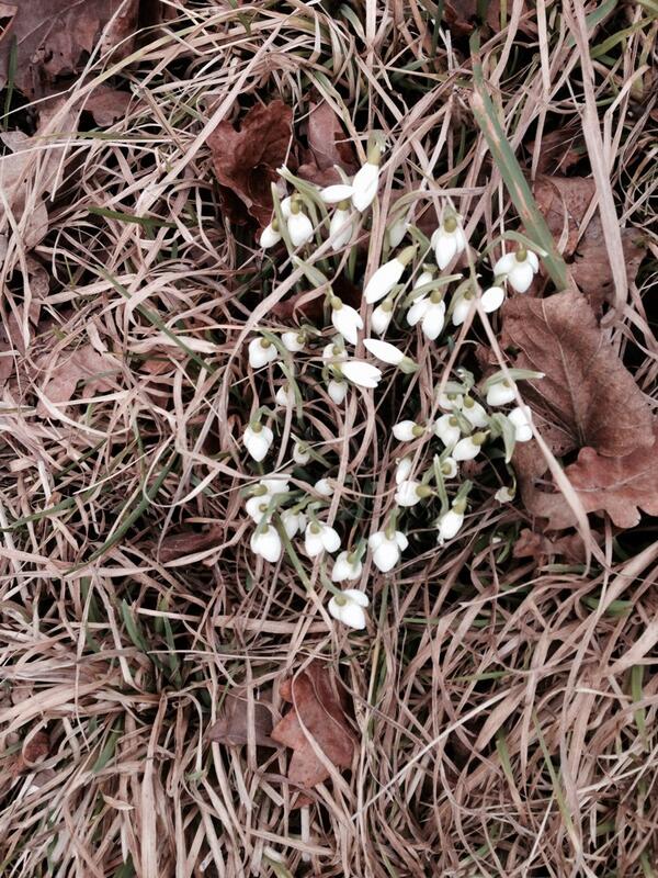 BirgitHoltskog's tweet image. Spring in Stockholm