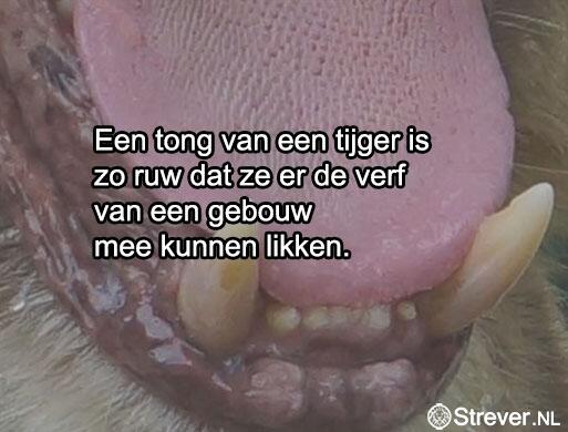 _WistJeAl's tweet image. De tong van een tijger -