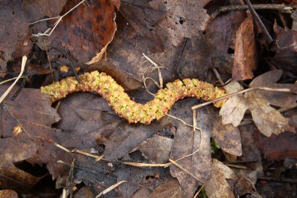 Sharp_Pics's tweet image. Small thing between leaves