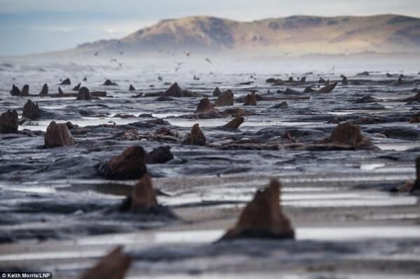 Tocones prehistoricos