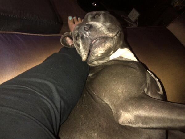 RickyBokaba's tweet image. :"D #O2Rugby #News RT @toosweetmel: My new Best Friend :) http://t.co/Wnm1nrVUAp"