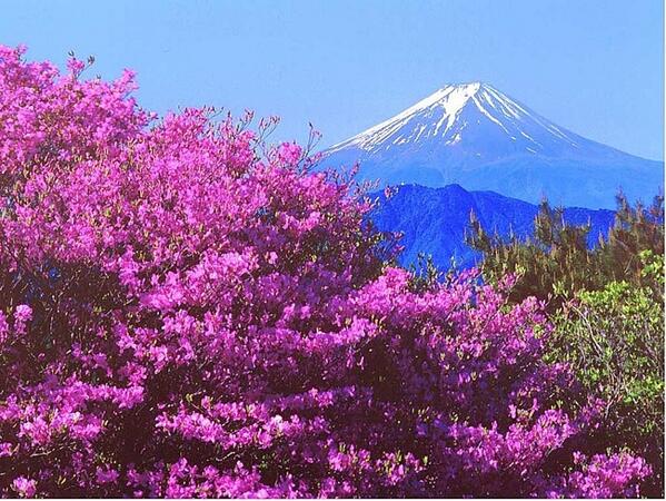 MPashanova's tweet image. 