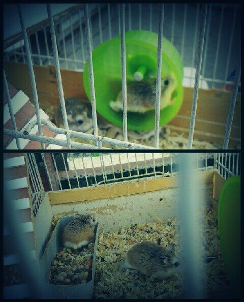 vsandrita10's tweet photo. Hoy nos han llegado nuevos animales d compañía, kien kiere uno?#regalitossss   @chiognez @Inmainmitas http://t.co/aJPOchH2gD