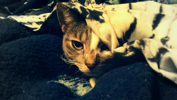 Kara Lock VanRoekel tweet media