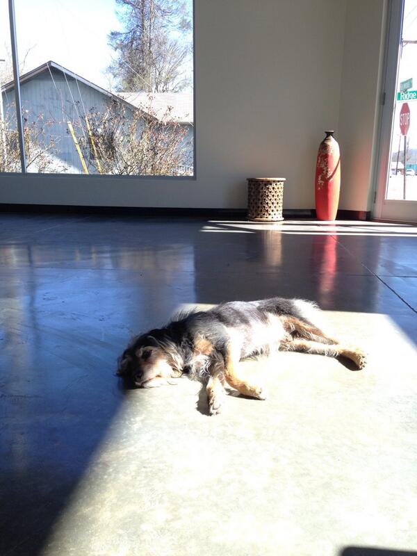 sharp_attack's tweet image. Ira settles into the new JB Media Group office. #asheville #sunbathing #wavl