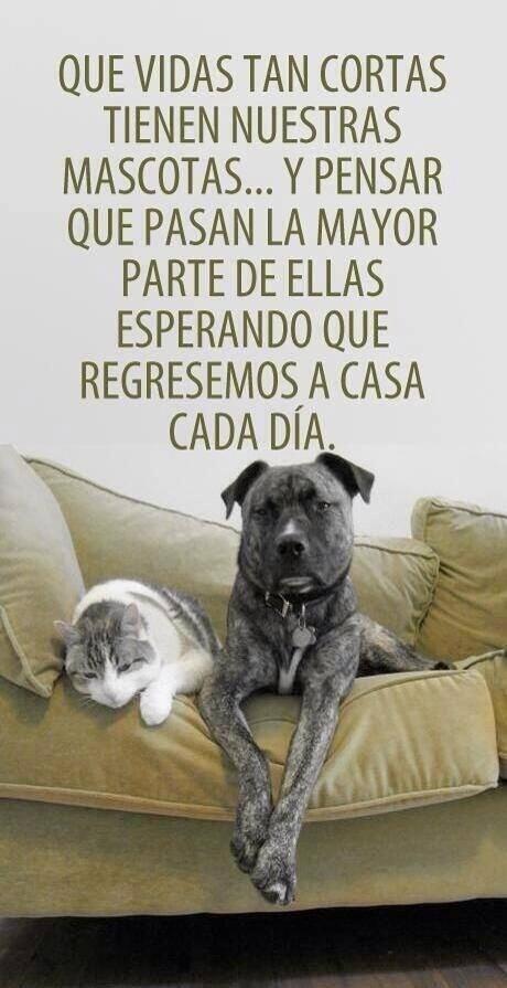 AnimalPlanetPic's tweet photo. Que vida tan corta tienen nuestras mascotas... http://t.co/bZGVoTRL9U