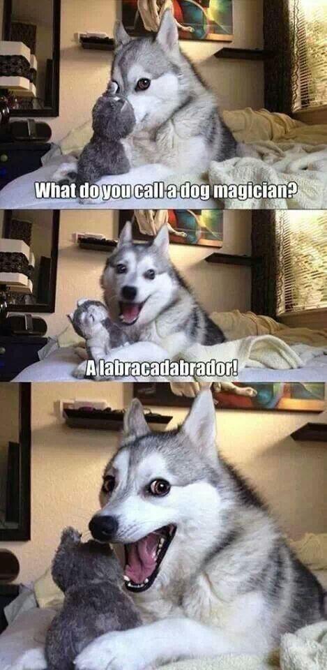 gemJmac's tweet photo. @Bolwen ... a dog magician? http://t.co/67GV16PC7h