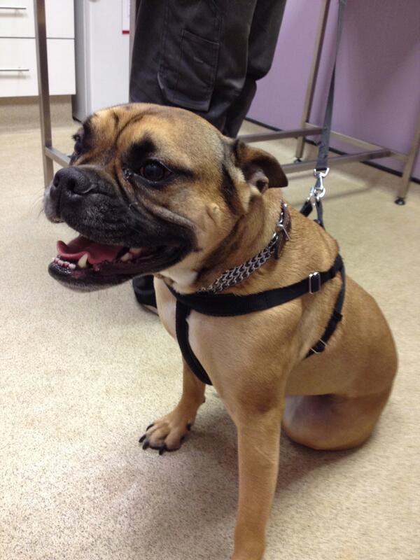 Cat The Vet On Twitter This Gorgeous Girl Is Lily If She Was A