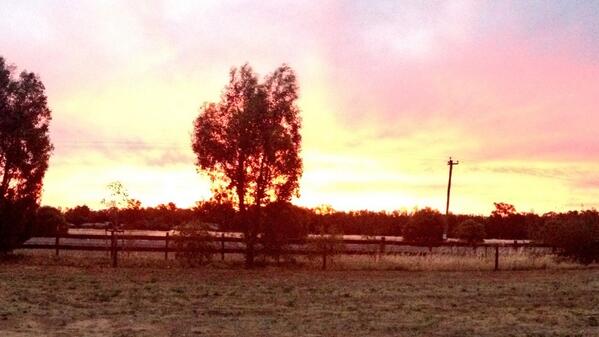 steaca's tweet image. #forthebush view out the backyard. Love the bush!