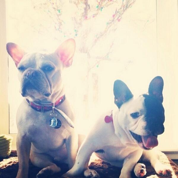 Pooce Wayne and Pawvy Dent. #batdogs 
Photo via @thebullybros