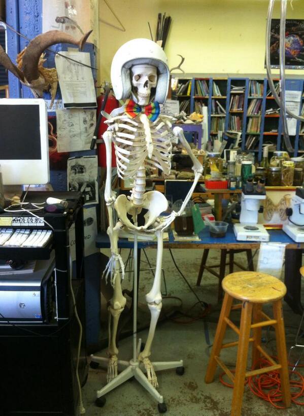 MSWscience's tweet photo. This guy is all set for the weekend &amp; so are we. Hope it's full of science &amp; fun for everyone! #bones #fridayfeeling http://t.co/wfxk9Wb6m9