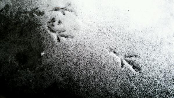 Kara Lock VanRoekel tweet media