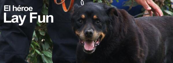 RPPNoticias's tweet photo. ¡Adiós #LayFun! El emblemático perro policía peruano. http://t.co/g5QkhI4NhY