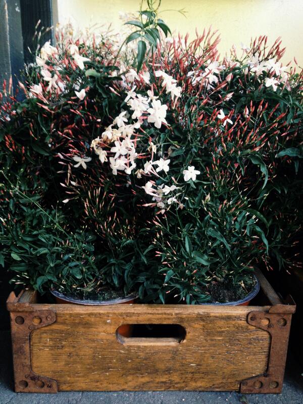 The Jasmine is blooming here at Botany! What a lovely way to brighten up your weekend!