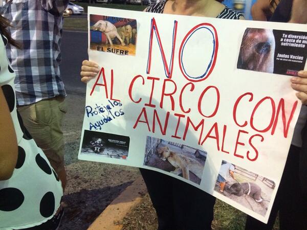 KatherineR27's tweet photo. HABLANDO POR LOS QUE NO TIENEN VOZ @DavisZone PANAMA NO AL CIRCO CON ANIMALES http://t.co/MJzku76m9E