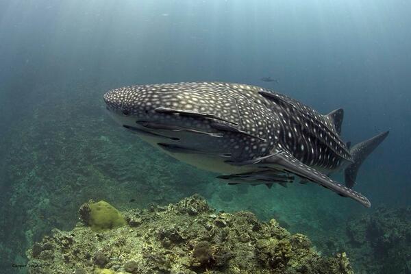 For one week, every day until now: whale shark at Koh Ha !!!