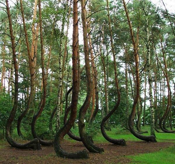 QueenBeerJeans's tweet image. #QBknowledge | crooked forest, Poland