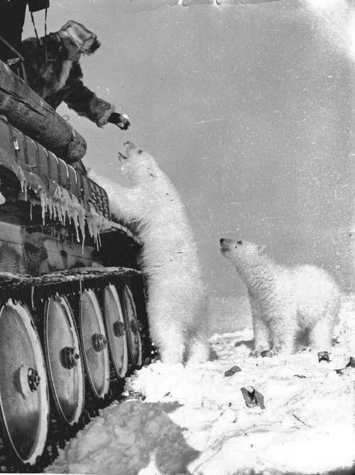 HistoryInPics's tweet photo. Feeding polar bears from a tank. circa 1950. http://t.co/lFIeLLi3la