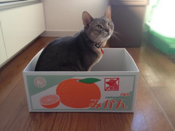 にゃー₍˄ุ.͡˳̫.˄ุ₎ฅ˒˒ #猫の日 #猫部